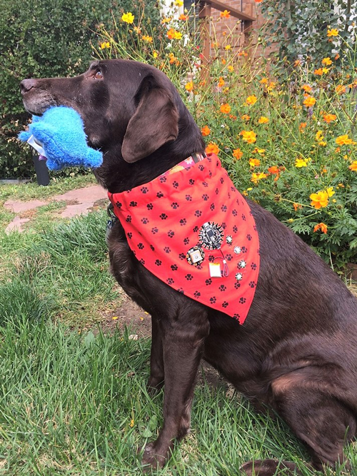 Figure 1. Mocha, the author’s dog, ready for a hike.