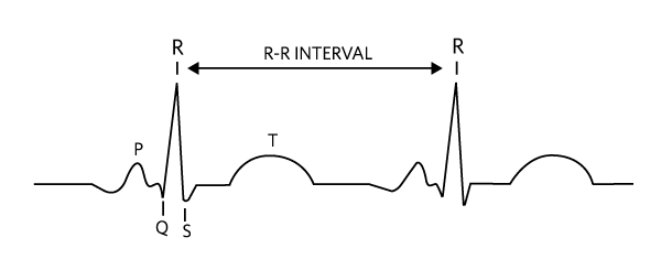 Figure 1. Primary ECG signals.