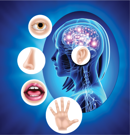 The most common human senses are sight, hearing, smell, taste, and touch.