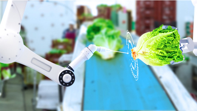 A pair of robotic arms in the process of cutting out the pit of a head of lettuce 