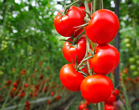 IoT:  Internet of Tomatoes