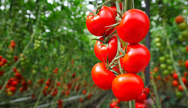IoT:  Internet of Tomatoes