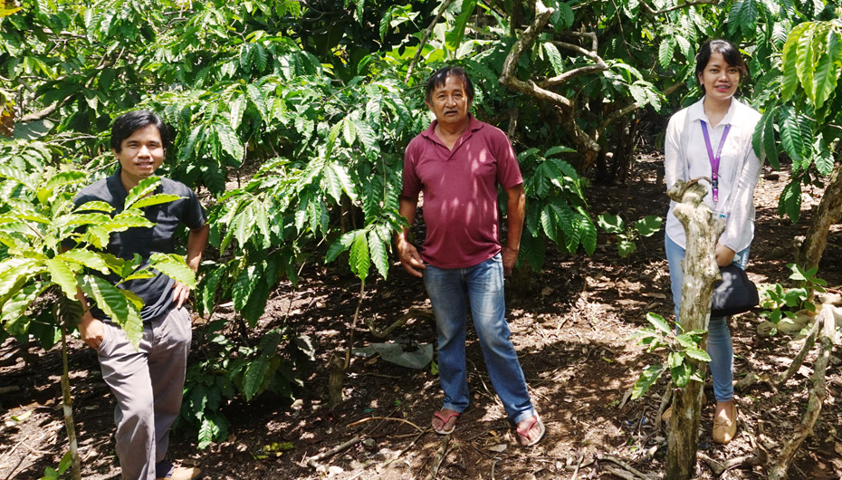 Amadeo Cooperative Coffee Farm owners and employees in the field location is Minantok Eastm, Amadeo, Philippines.