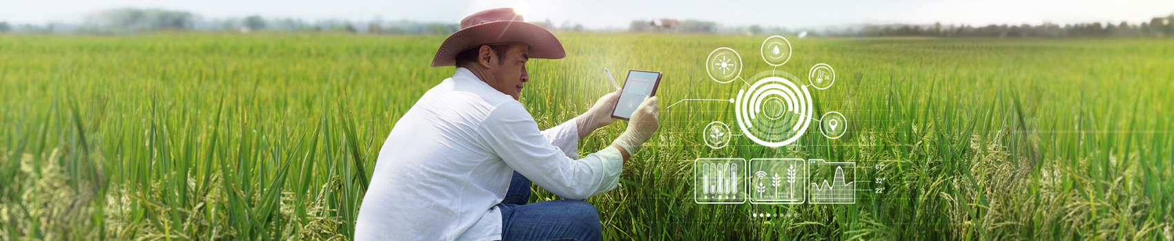 Man kneeling in outdoor field while using a mobile device to monitor agriculture smart technology.