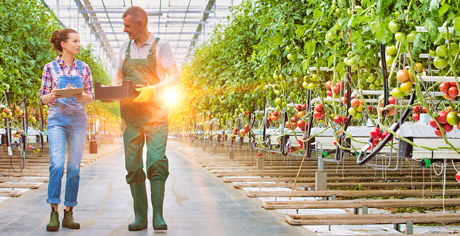 Two workers discussing edge system technology in a greenhouse setting; background shows full growth of tomato plants.